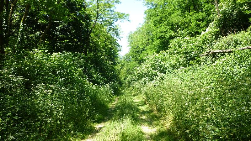 Sonnenberg Wandern Leithagebirge Wanderung Waldweg Wald Weg Natur