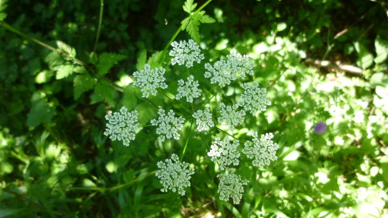 Sonnenberg Wandern Leithagebirge Wanderung Waldweg Wald Weg Pflanzen Natur