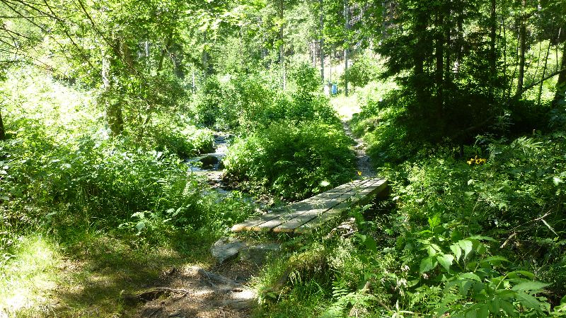 Wandern Natur Wald Mariensee Wildwasser Pöstlingbach