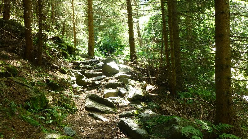 Wandern Natur Wald Mariensee Wildwasser Pöstlingbach