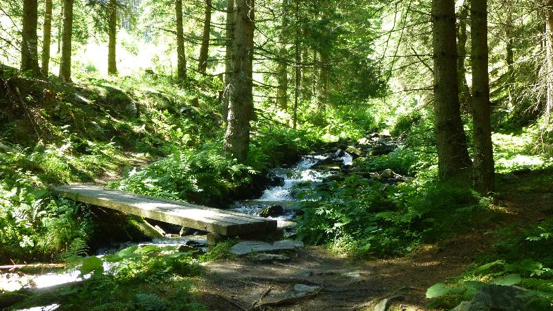 Wandern Natur Wald Mariensee Wildwasser Pöstlingbach