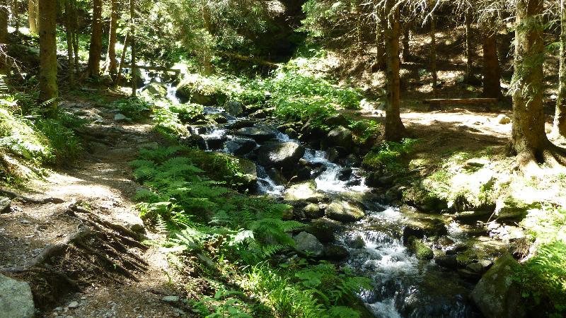 Wandern Natur Wald Mariensee Wildwasser Pöstlingbach