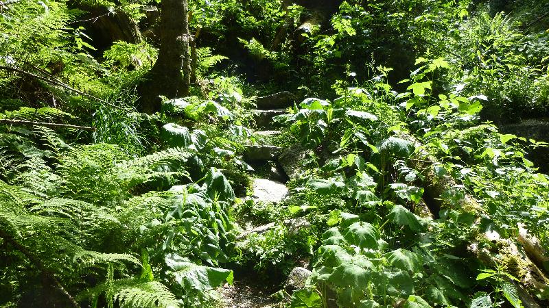 Wandern Natur Wald Mariensee Wildwasser Pöstlingbach