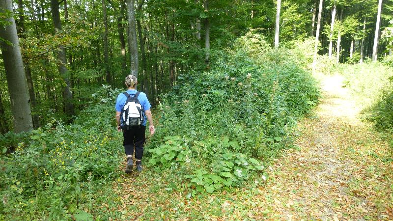 Maria Raisenmarkt Ruine Arnstein Peilstein Wandern Natur Wald Wanderung