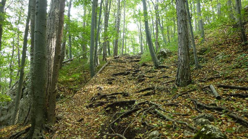 Maria Raisenmarkt Ruine Arnstein Peilstein Wandern Natur Wald Wanderung