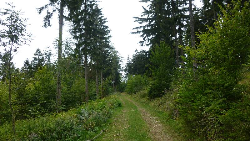 Johannesbachklamm Wandern Wanderung Natur Würflach Aussicht Hohe Wand Wald