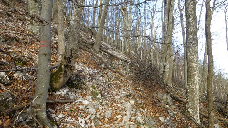 Wald Wandern Wanderung Niederösterreich Gaisstein Gipfel Gipfelkreuz Aussicht