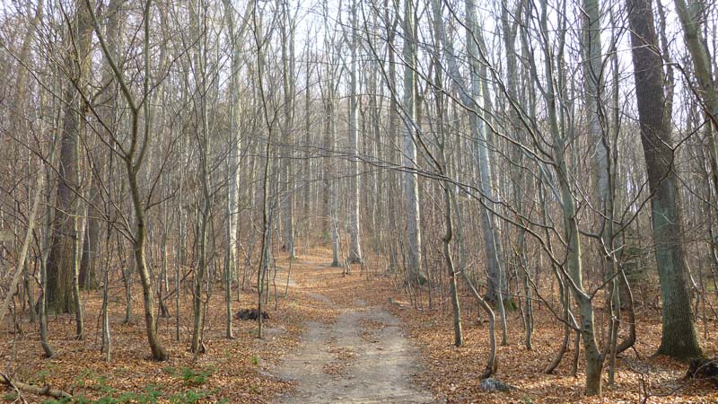 Naturpark Purkersdorf Wienerwald Tiergehege Tiere Aussicht Aussichtsturm Wandern Wanderung Niederösterreich Wald Bäume