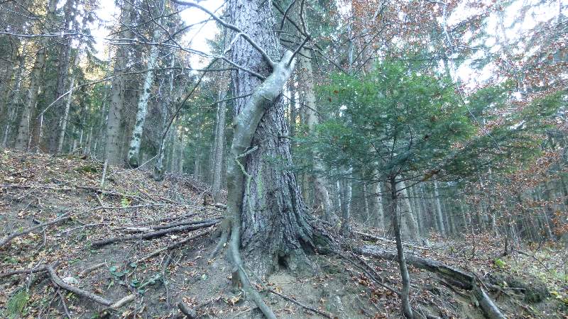 Schneeberg Wandern Almreserlhaus Edelweißhütte Mamauwiese Aussicht Wald Baum Natur