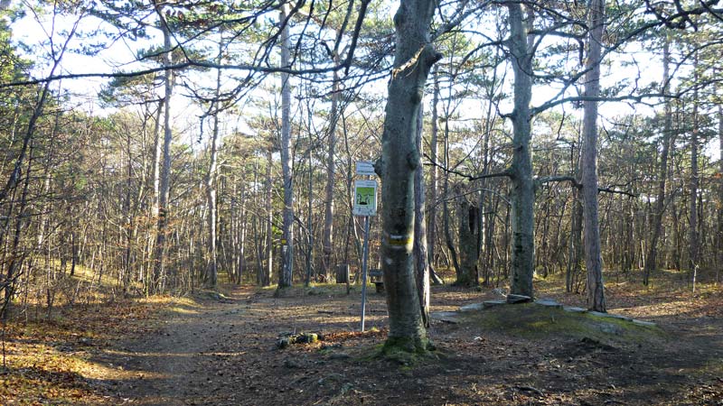 Harzberg Wandern Wanderung Natur Wald Aussicht Aussichtswarte Jubiläumswarte