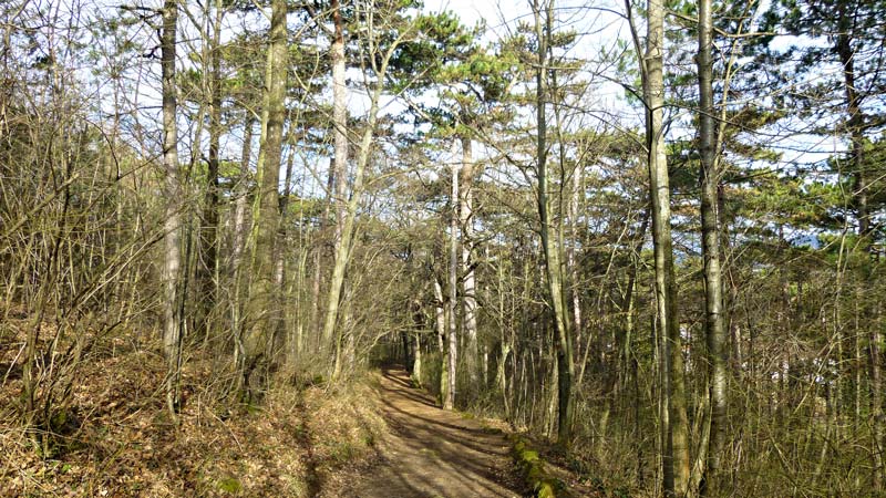 Kaiserstein Waldlehrpfad Bad Vöslau Wald Natur Aussicht Harzberg