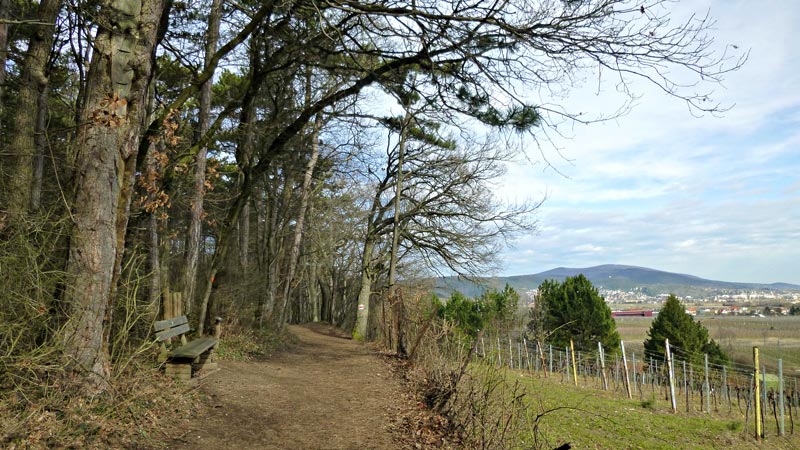 Kaiserstein Waldlehrpfad Bad Vöslau Wald Natur Aussicht Harzberg