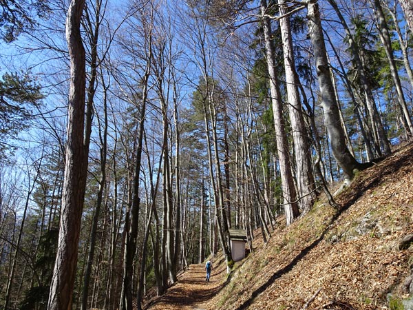Mariahilfberg Gutenstein Wandern Wanderung Natur Wald Aussicht Schneeberg Grotte Kreuzweg Bäume