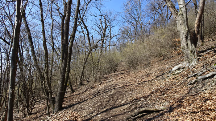 Naturpark Sparbach Wienerwald Wandern Wanderung Niederösterreich Ruine Tiere Streichelzoo Park Wald Natur Aussicht