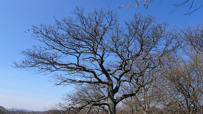 Naturpark Sparbach Wienerwald Wandern Wanderung Niederösterreich Ruine Tiere Streichelzoo Park Wald Natur Aussicht Baum