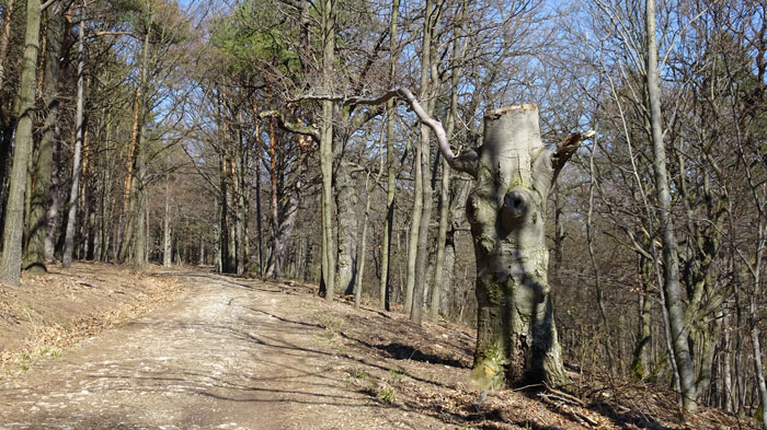 Naturpark Sparbach Wienerwald Wandern Wanderung Niederösterreich Ruine Tiere Streichelzoo Park Wald Natur Aussicht Baum Bäume