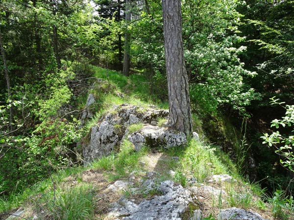 Rudolf Fordinal Haus Elisabethaussicht Großer Kitzberg Wandern Wanderung Niederösterreich Aussicht Waidmannsfeld Pernitz Natur Wald