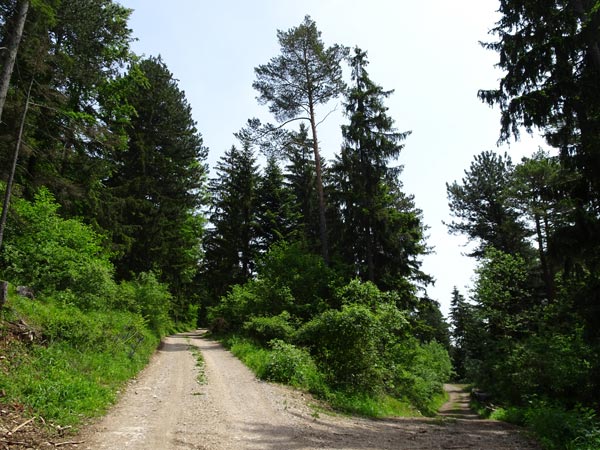 Rudolf Fordinal Haus Elisabethaussicht Großer Kitzberg Wandern Wanderung Niederösterreich Aussicht Waidmannsfeld Pernitz Natur Wald