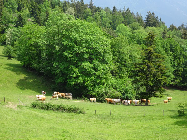 Rudolf Fordinal Haus Elisabethaussicht Großer Kitzberg Wandern Wanderung Niederösterreich Aussicht Waidmannsfeld Pernitz Natur Wald Kühe