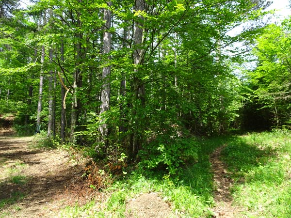 Rudolf Fordinal Haus Elisabethaussicht Großer Kitzberg Wandern Wanderung Niederösterreich Aussicht Waidmannsfeld Pernitz Natur Wald