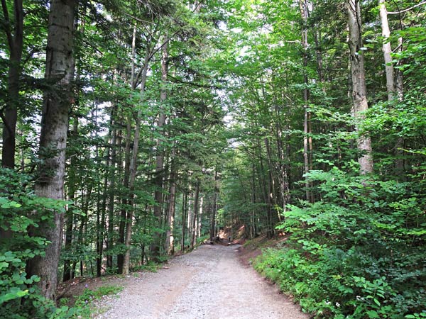 Steinwandklamm Klamm Niederösterreich Furth Triestingtal Wandern Wanderung Höhle Aussicht Natur Wald