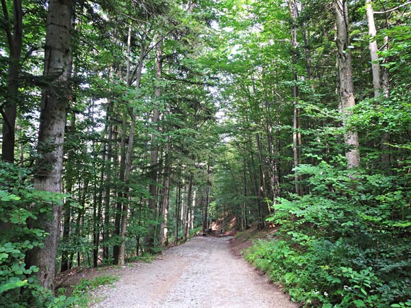 Steinwandklamm Klamm Niederösterreich Furth Triestingtal Wandern Wanderung Höhle Aussicht Natur Wald