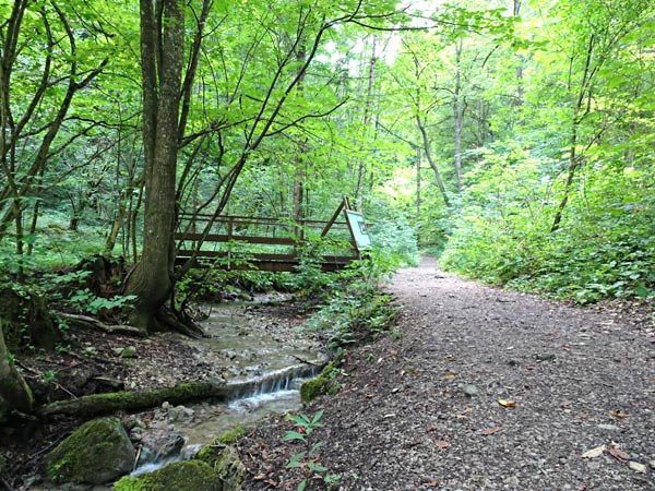 Steinwandklamm Klamm Niederösterreich Furth Triestingtal Wandern Wanderung Höhle Aussicht Natur Wald