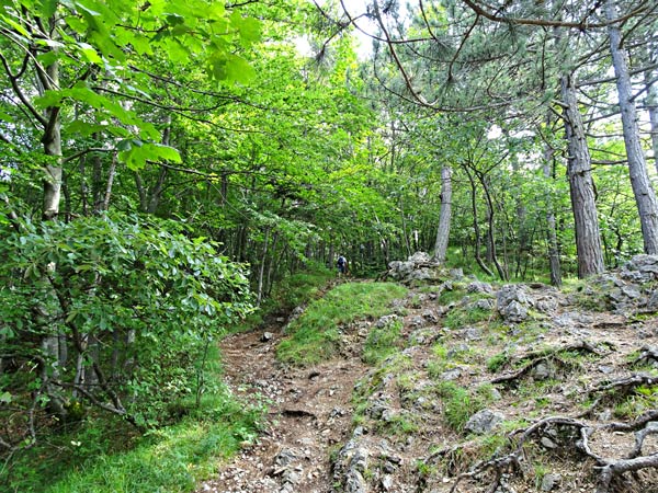 Steinwandklamm Klamm Niederösterreich Furth Triestingtal Wandern Wanderung Höhle Aussicht Natur Wald