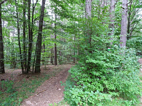 Nach dem Steinbruch bin ich bei der Kreuzung mit dem großen Felsen hier in den Wald abgebogen