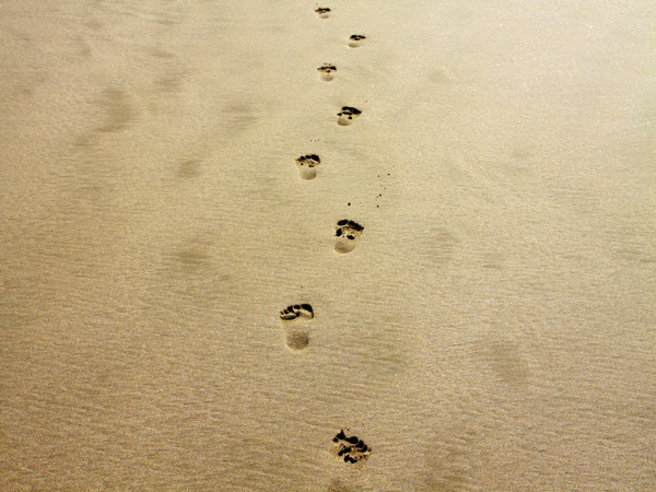 footprint-1021452_1