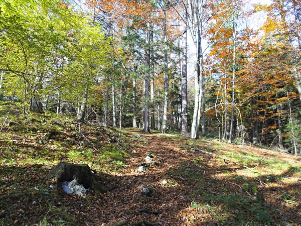 Kieneck Muggendorf Thal Enzianhütte Enziansteig Matrassteig Viehgraben Wandern Wanderung Natur Wald Aussicht Gipfel Gipfelkreuz Gutensteiner Alpen Niederösterreich