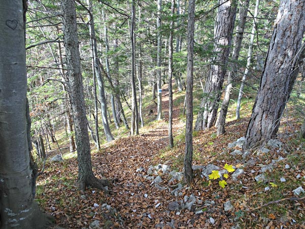 Kieneck Muggendorf Thal Enzianhütte Enziansteig Matrassteig Viehgraben Wandern Wanderung Natur Wald Aussicht Gipfel Gipfelkreuz Gutensteiner Alpen Niederösterreich