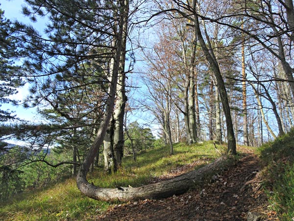 Kieneck Muggendorf Thal Enzianhütte Enziansteig Matrassteig Viehgraben Wandern Wanderung Natur Wald Aussicht Gipfel Gipfelkreuz Gutensteiner Alpen Niederösterreich