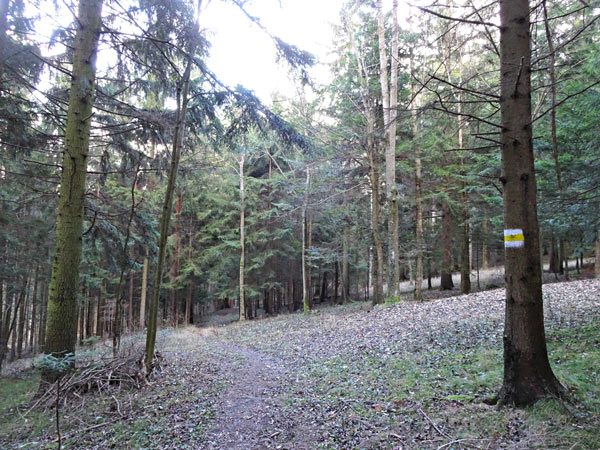 Winzendorf Niederösterreich Wandern Wanderung Rundwanderung Rundwanderweg Steinernes Bankerl Aussicht Wald Waldandacht Natur Bewegung