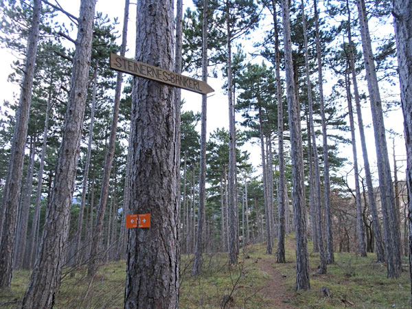 Winzendorf Niederösterreich Wandern Wanderung Rundwanderung Rundwanderweg Steinernes Bankerl Aussicht Wald Waldandacht Natur Bewegung