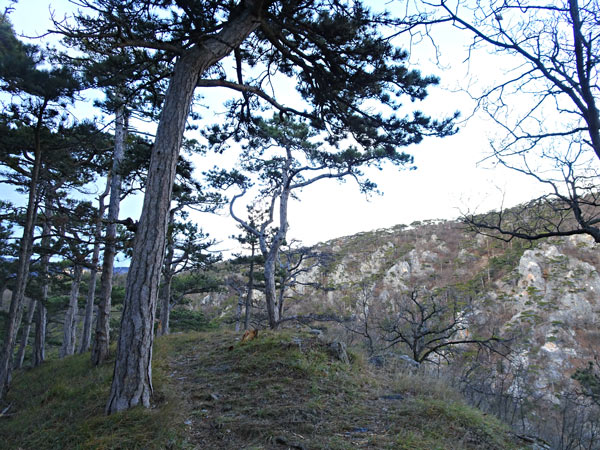 Winzendorf Niederösterreich Wandern Wanderung Rundwanderung Rundwanderweg Steinernes Bankerl Aussicht Wald Waldandacht Natur Bewegung