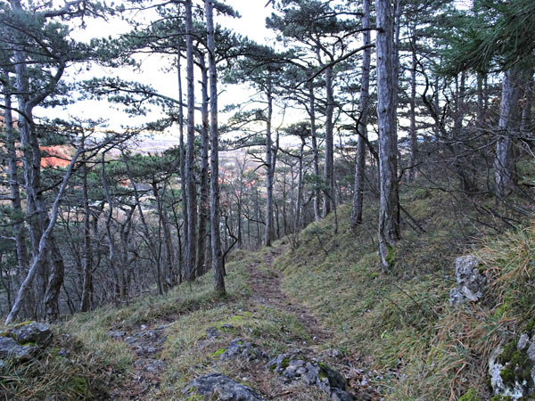 Winzendorf Niederösterreich Wandern Wanderung Rundwanderung Rundwanderweg Steinernes Bankerl Aussicht Wald Waldandacht Natur Bewegung