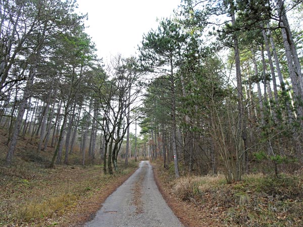 Winzendorf Niederösterreich Wandern Wanderung Rundwanderung Rundwanderweg Steinernes Bankerl Aussicht Wald Waldandacht Natur Bewegung