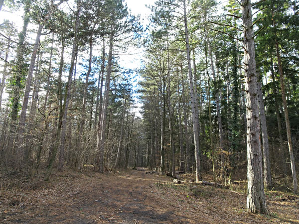 Winzendorf Niederösterreich Wandern Wanderung Rundwanderung Rundwanderweg Steinernes Bankerl Aussicht Wald Waldandacht Natur Bewegung