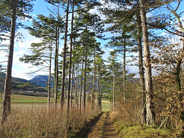 Winzendorf Niederösterreich Wandern Wanderung Rundwanderung Rundwanderweg Steinernes Bankerl Aussicht Wald Waldandacht Natur Bewegung