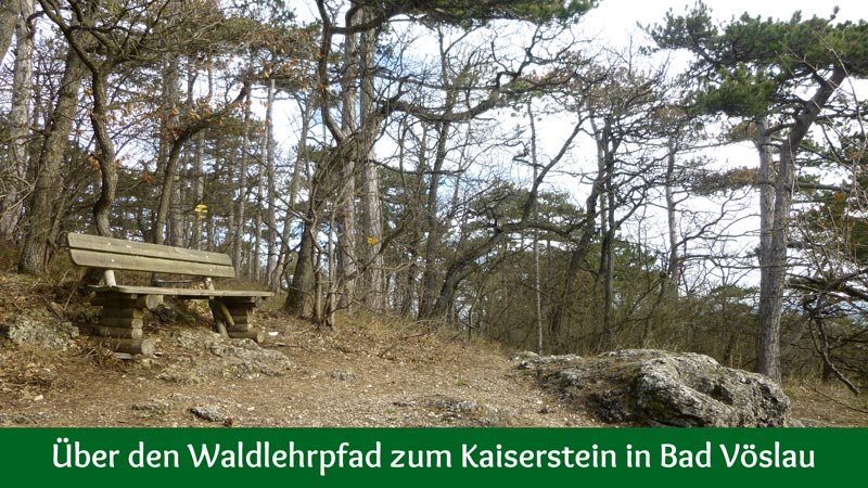 Kaiserstein Waldlehrpfad Bad Vöslau Wald Natur Aussicht Harzberg